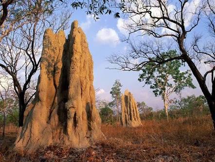 termite mound