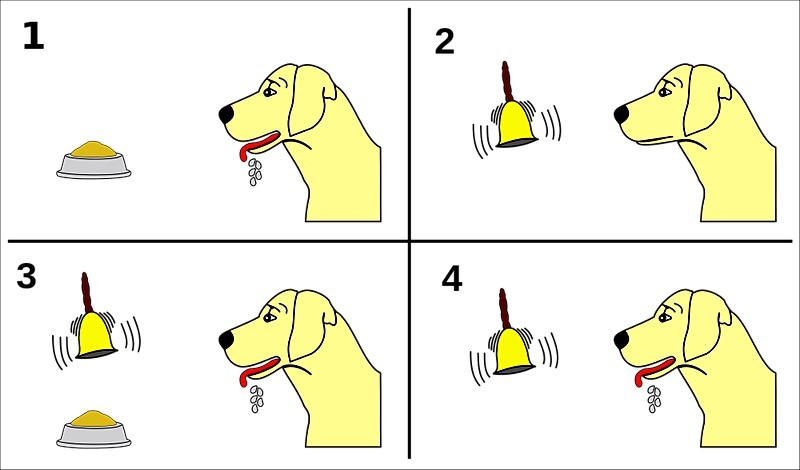 Pavlov's Experiment